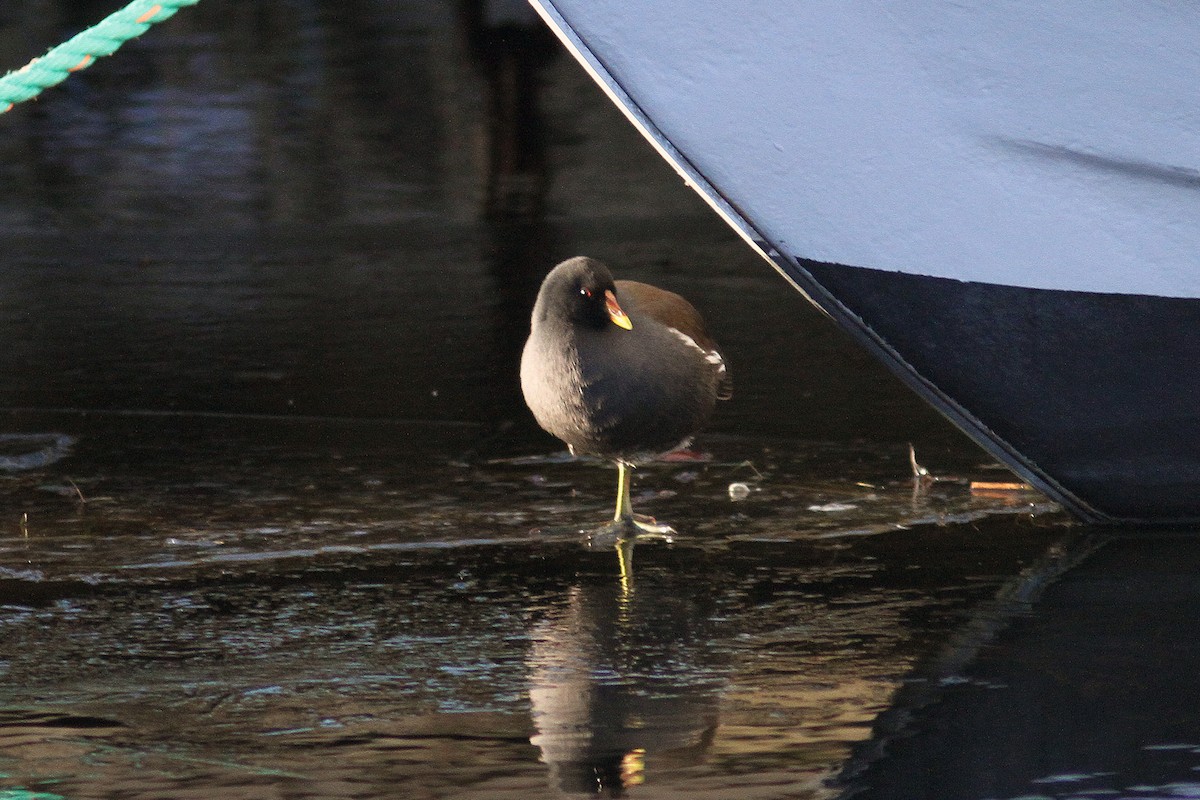 Eurasian Moorhen - ML25191011