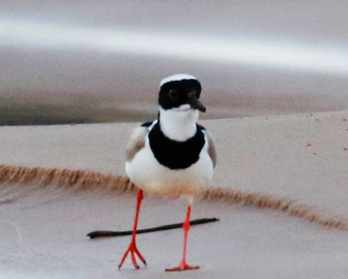 Pied Plover - ML251910421