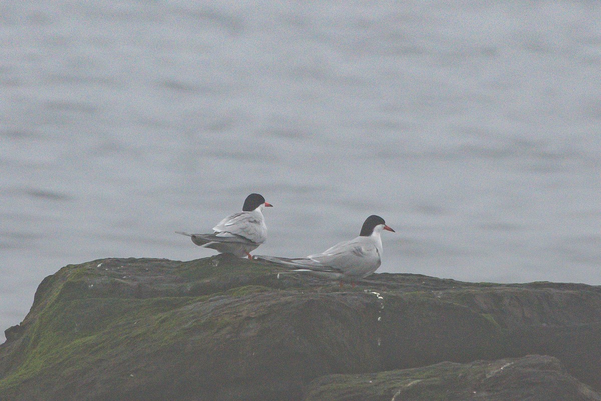 Common Tern - ML251910811