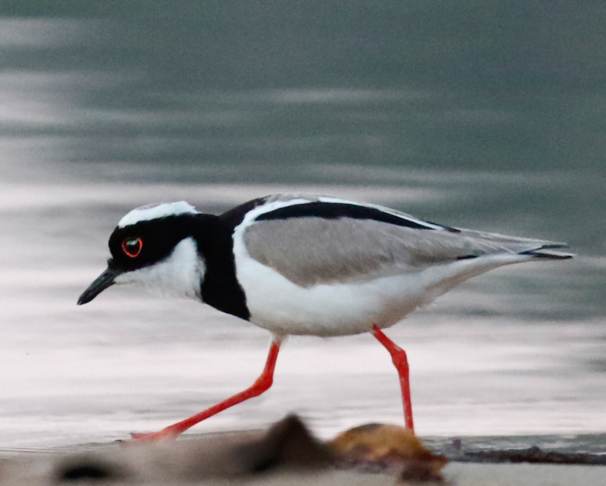 Pied Plover - ML251911121