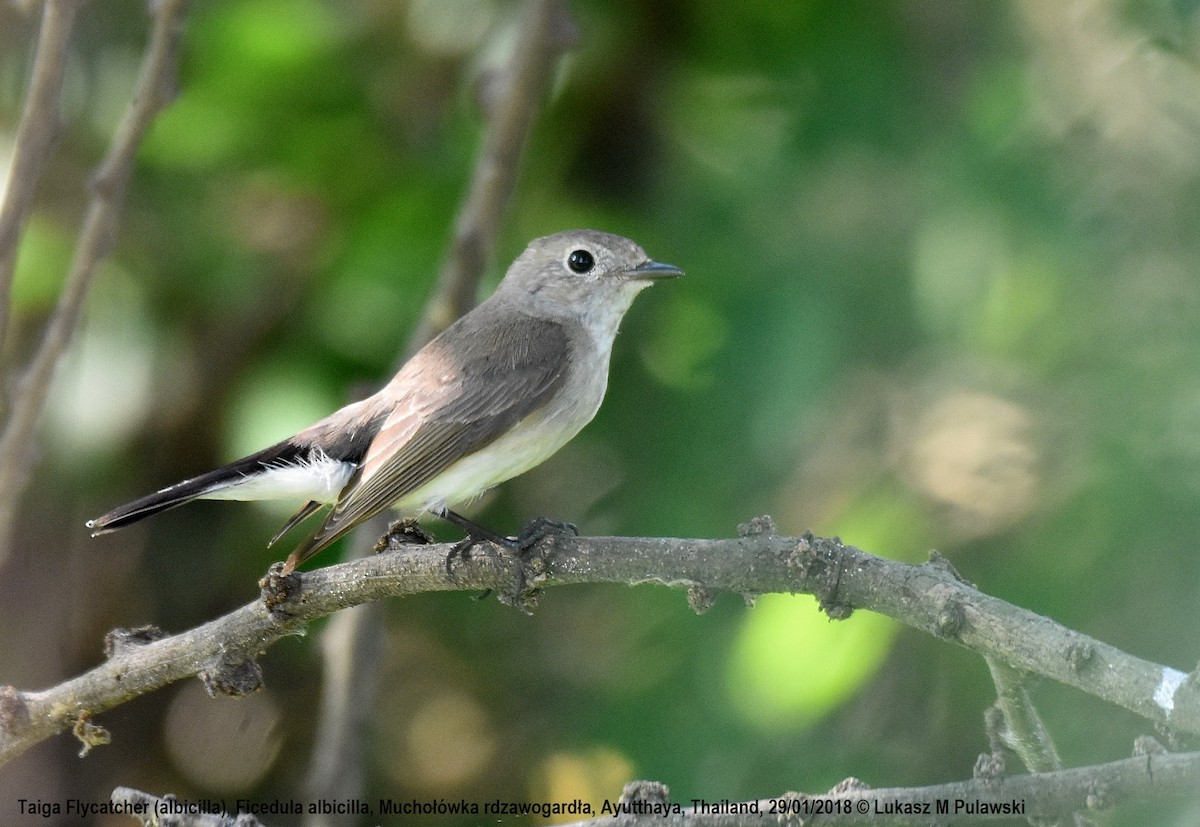 Taiga Flycatcher - Lukasz Pulawski