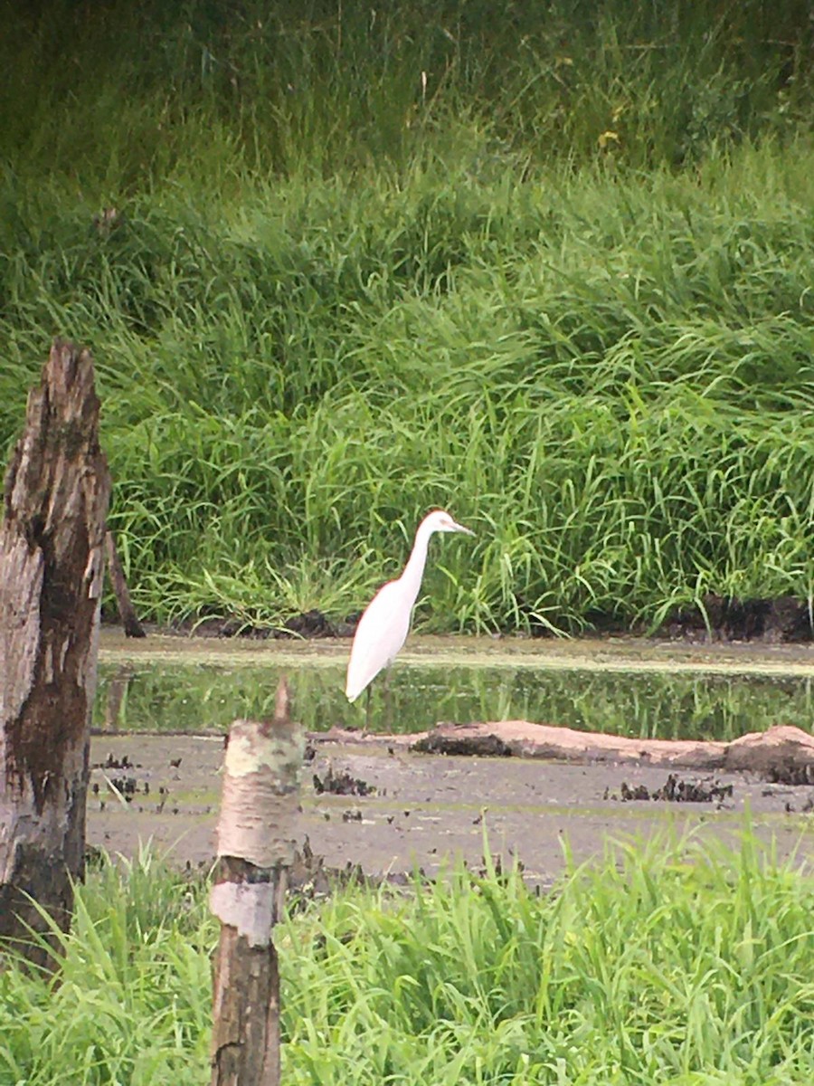 Little Blue Heron - ML251912461