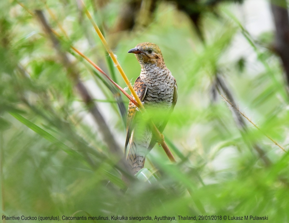 Plaintive Cuckoo - ML251912771