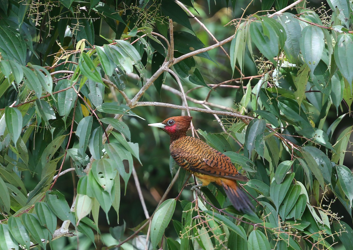 Waved Woodpecker (Scale-breasted) - ML251913101