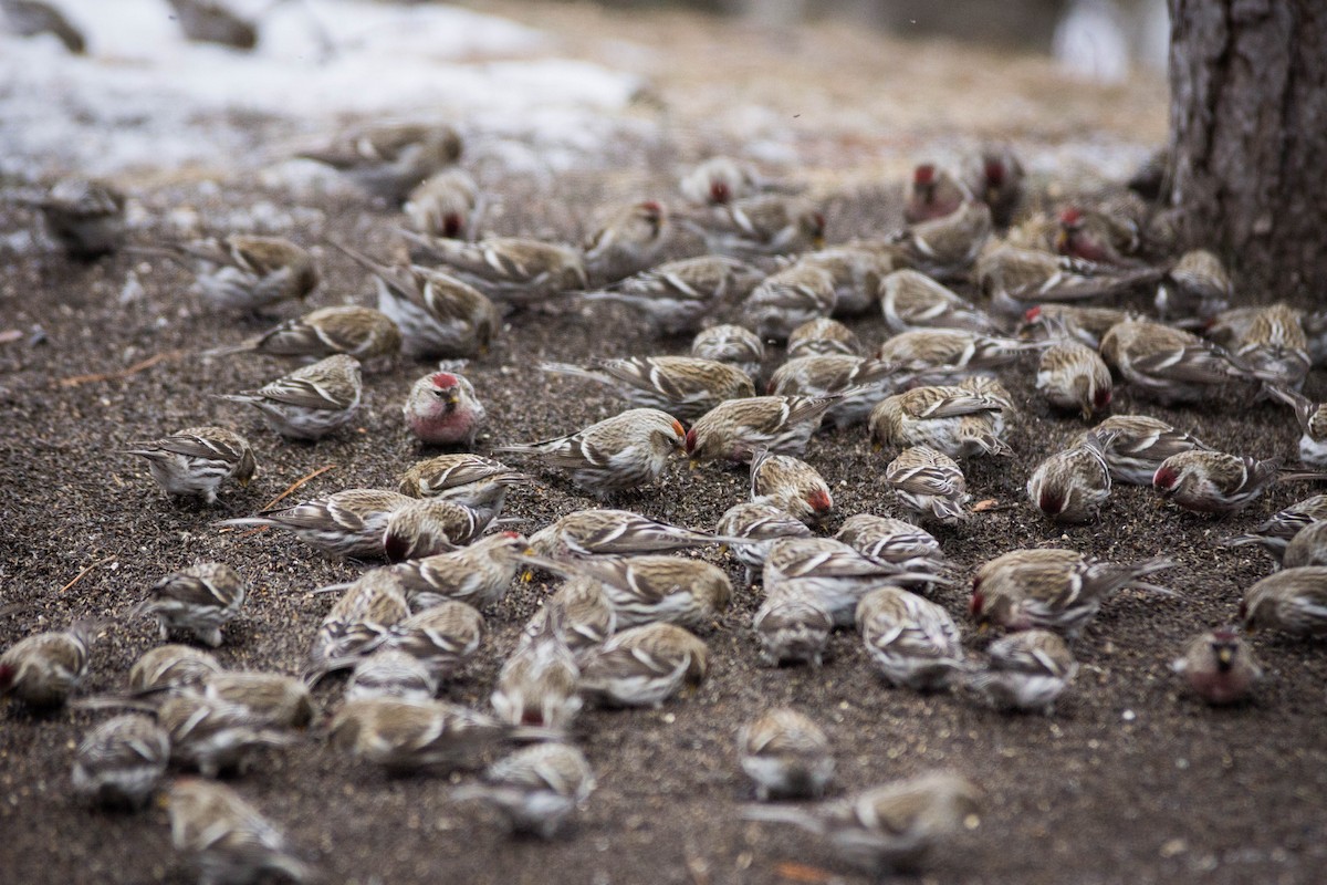 Common Redpoll - ML25191311