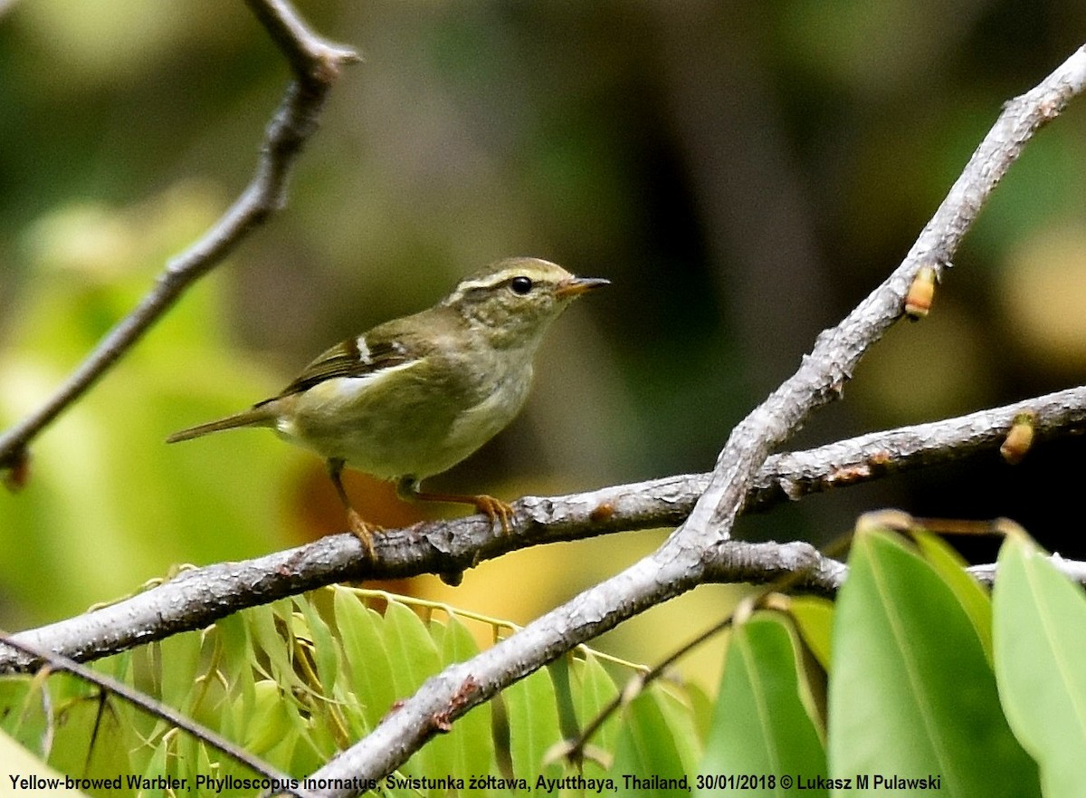 Yellow-browed Warbler - Lukasz Pulawski