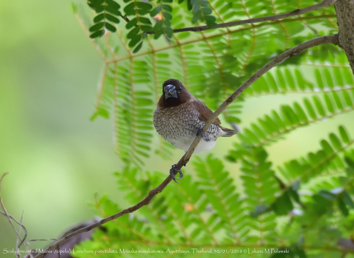 Scaly-breasted Munia - ML251914021