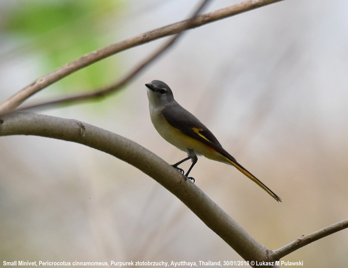 Small Minivet - ML251914161