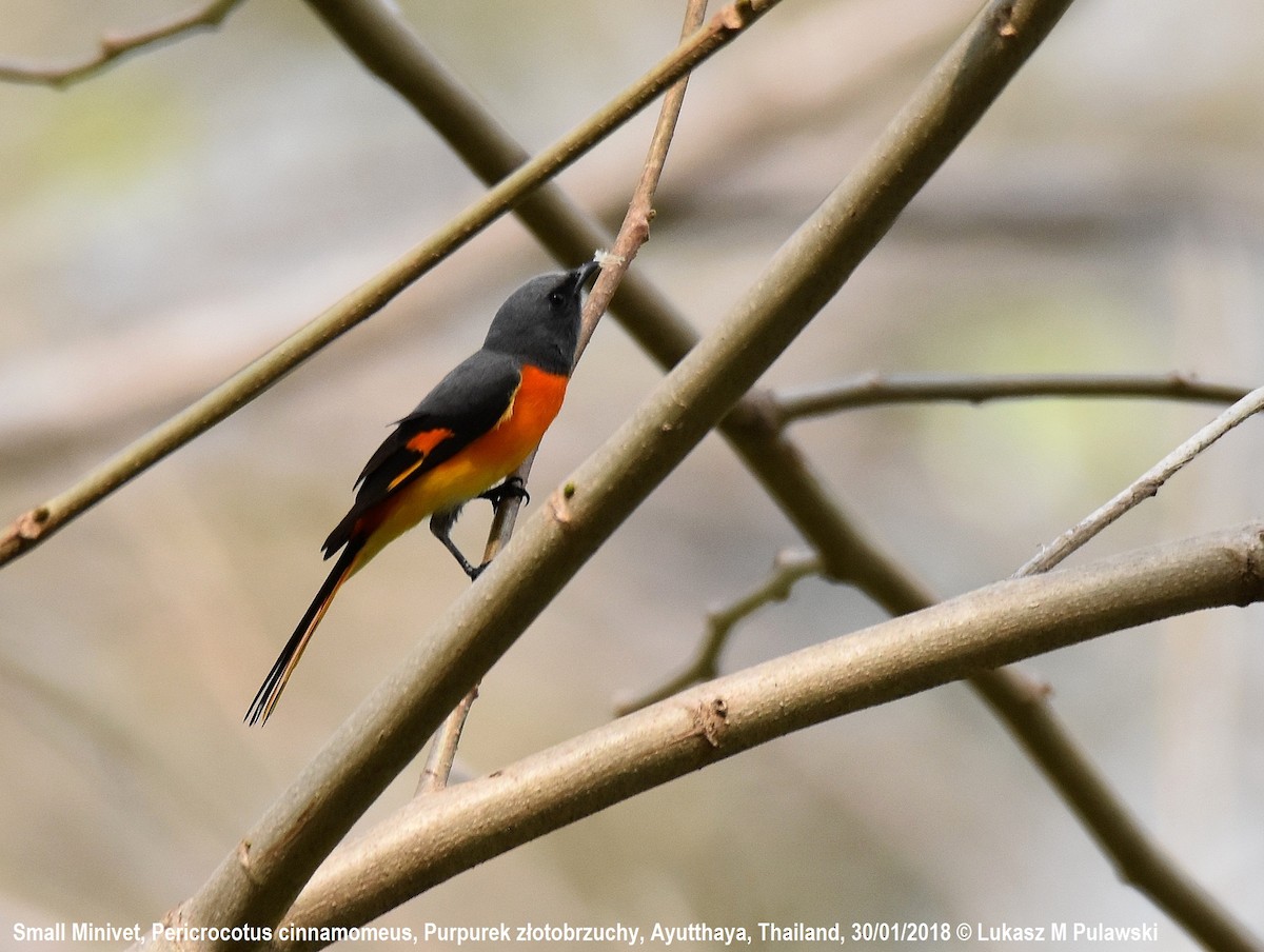 Small Minivet - ML251914181