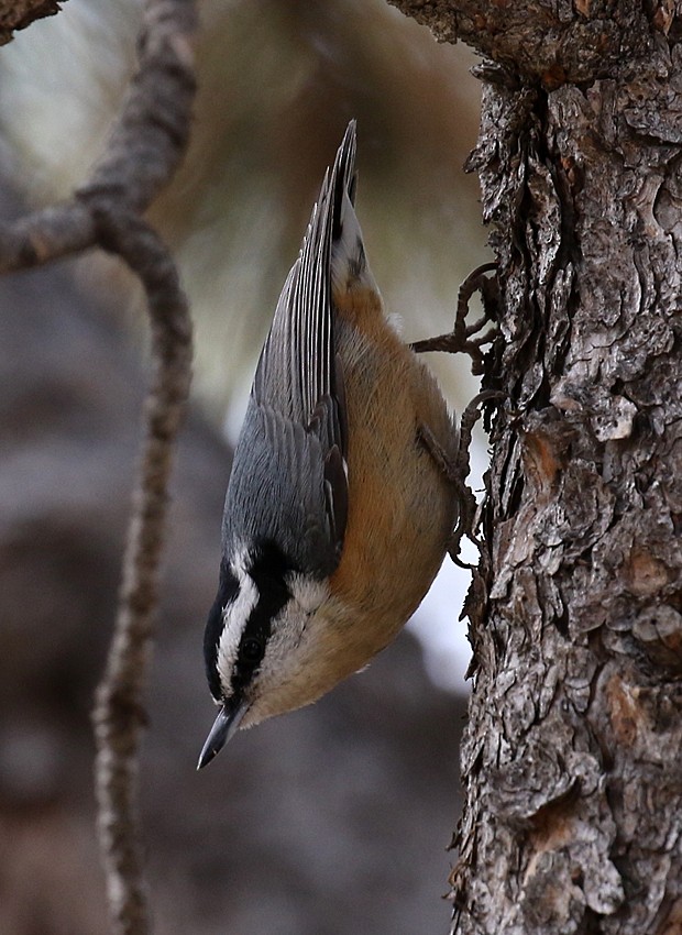 Red-breasted Nuthatch - ML25191481