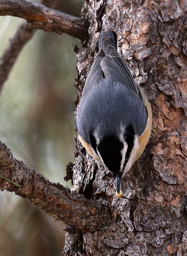 Red-breasted Nuthatch - ML25191491