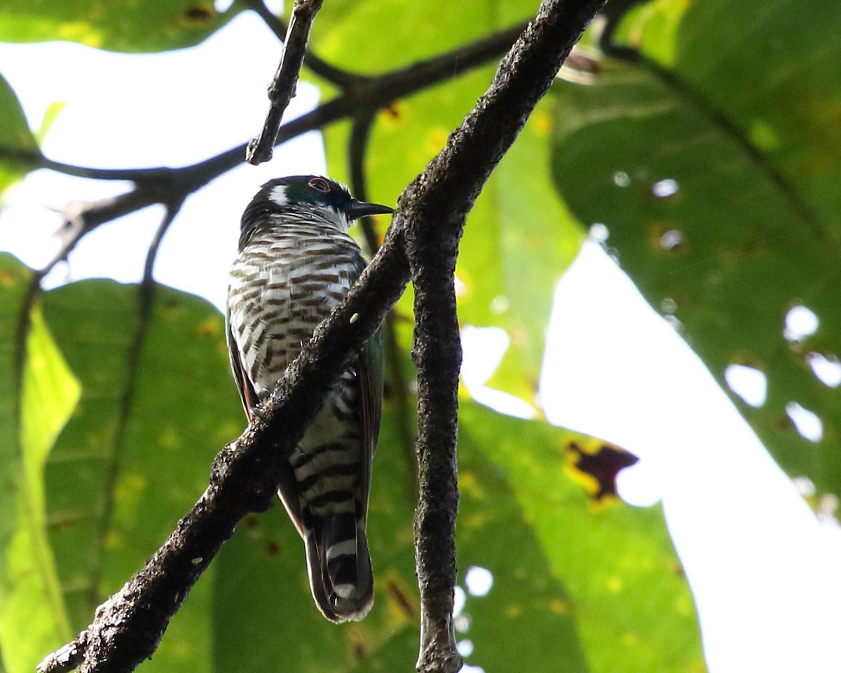 White-eared Bronze-Cuckoo - ML251915131