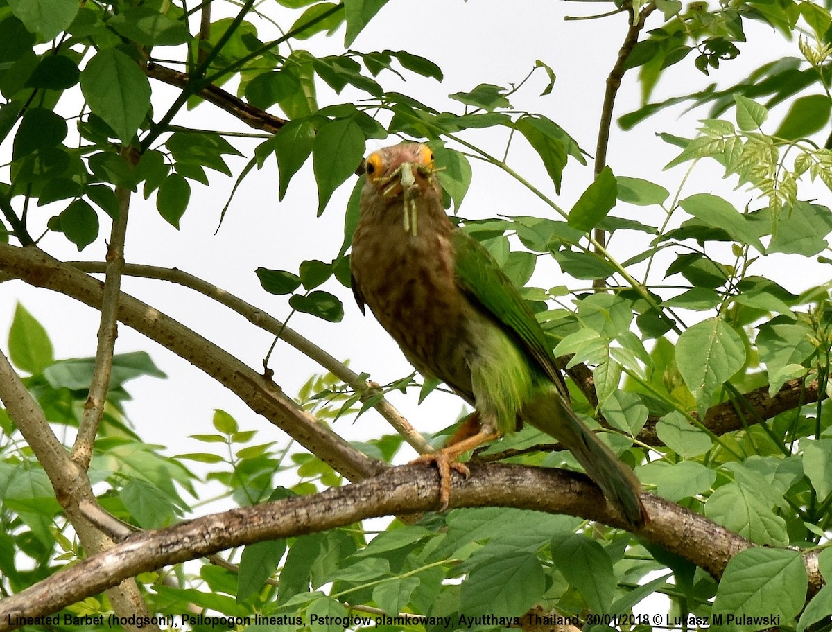 Lineated Barbet - Lukasz Pulawski