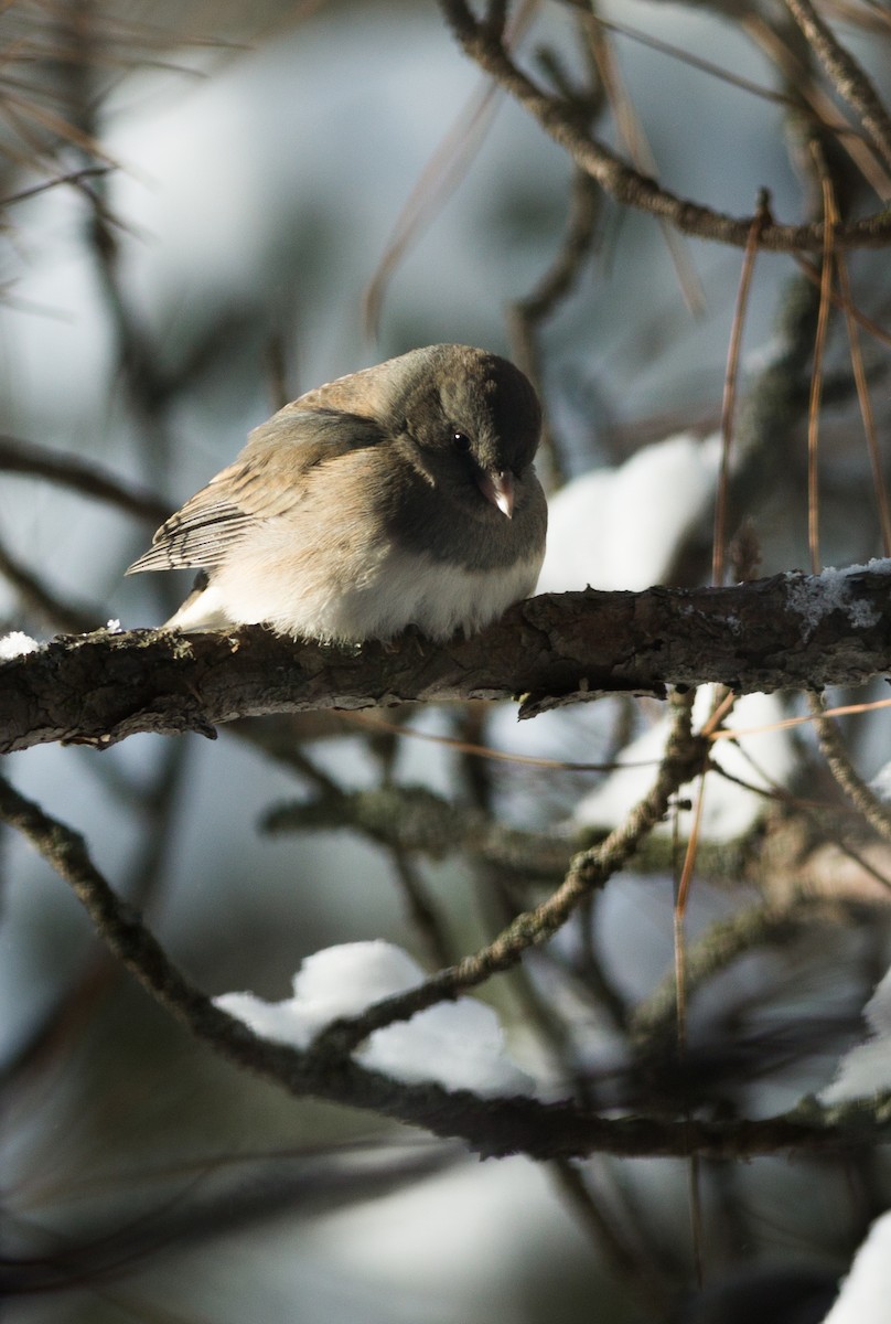 Junco ardoisé - ML25191581