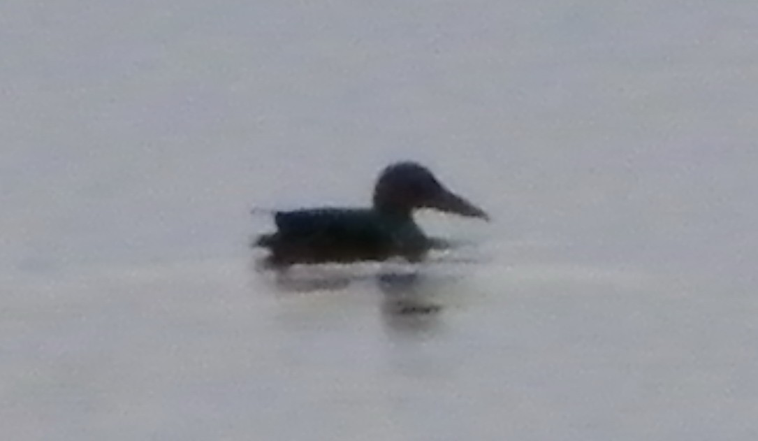 Australasian Shoveler - ML251916821