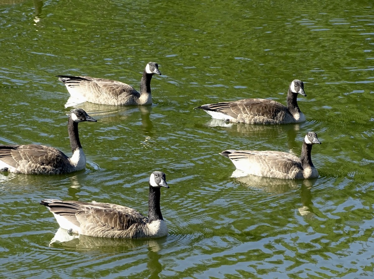 Canada Goose - ML251917291