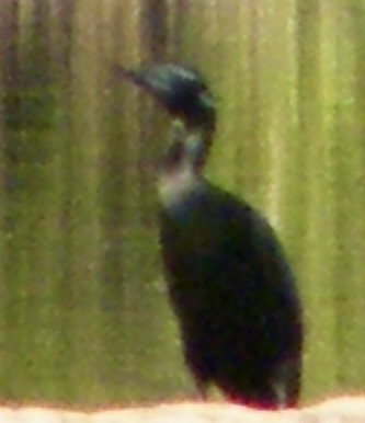 Little Black Cormorant - Christine Stoughton Root