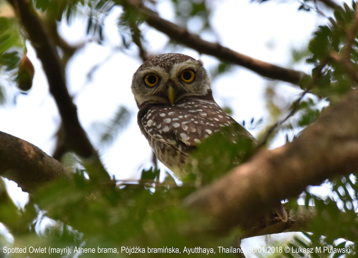Spotted Owlet - ML251917551