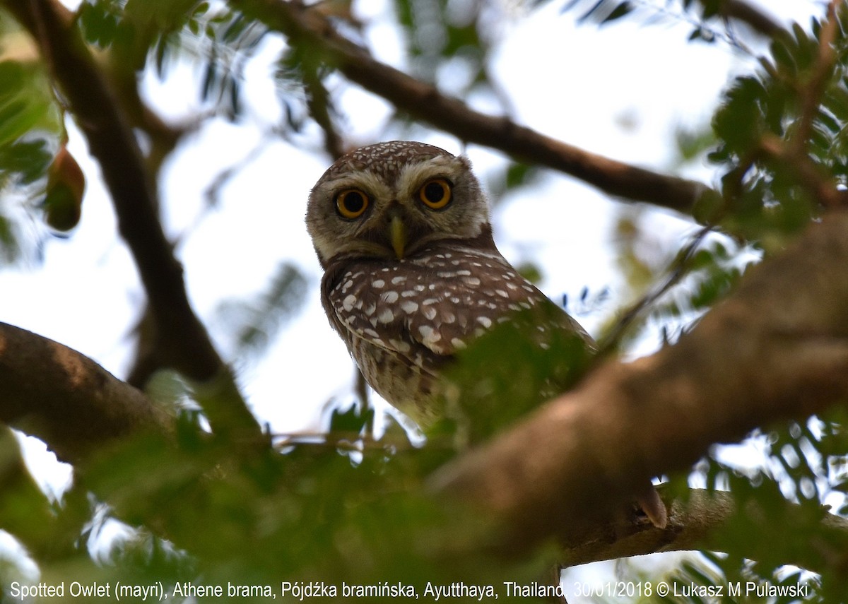 Spotted Owlet - ML251917571