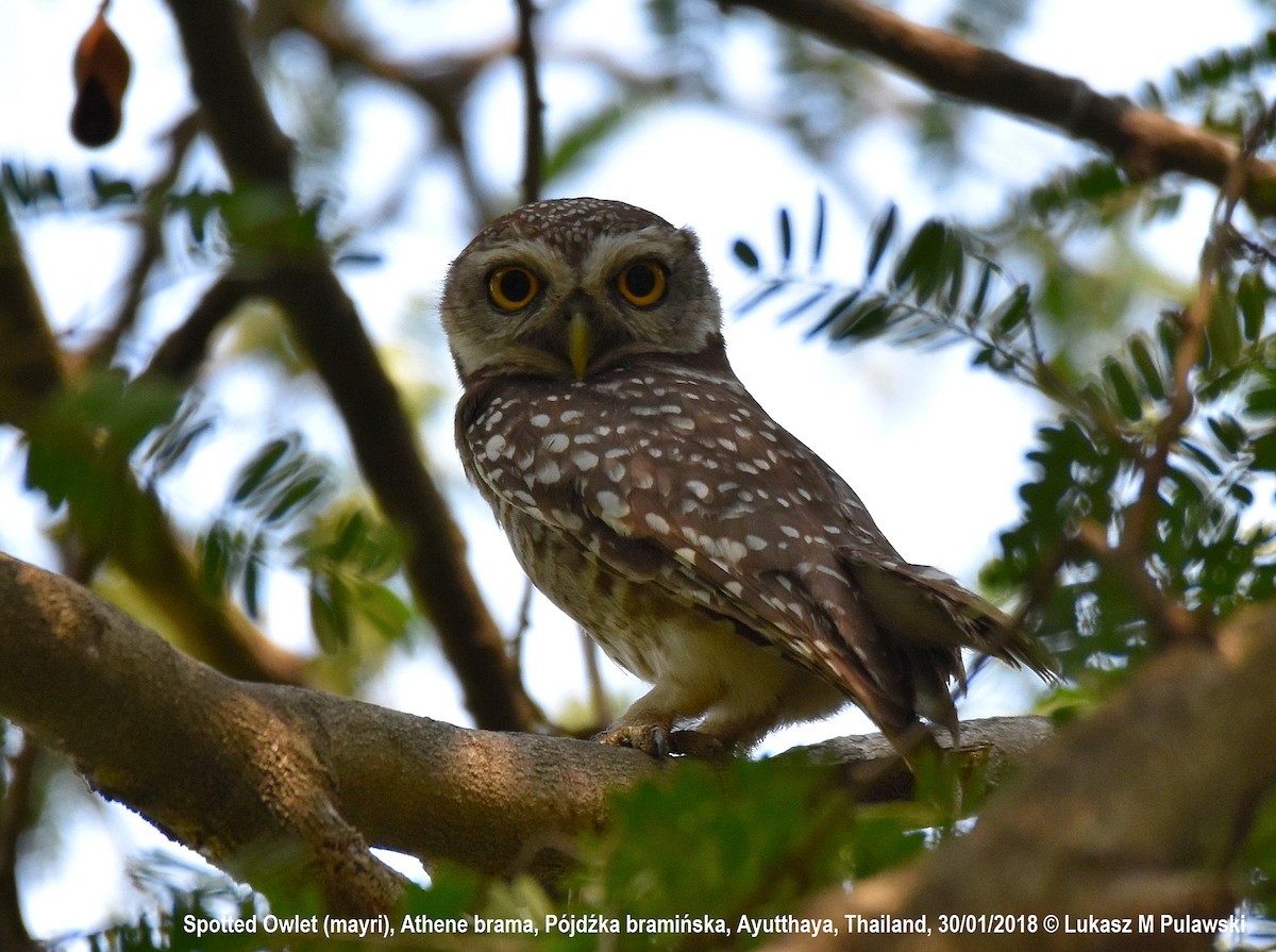 Spotted Owlet - ML251917911