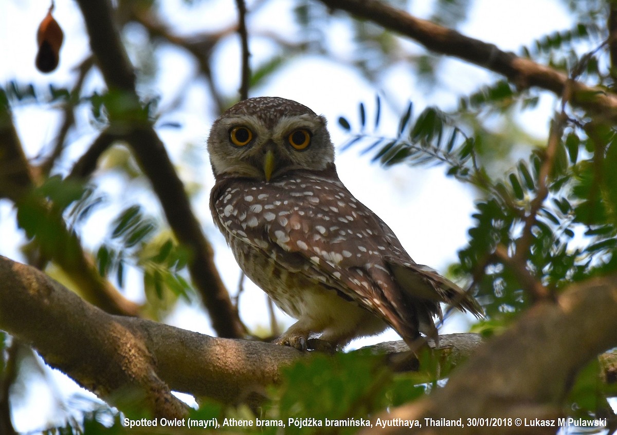 Spotted Owlet - ML251917921