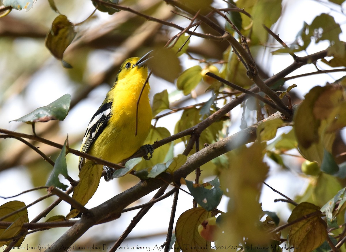 Common Iora - ML251918401