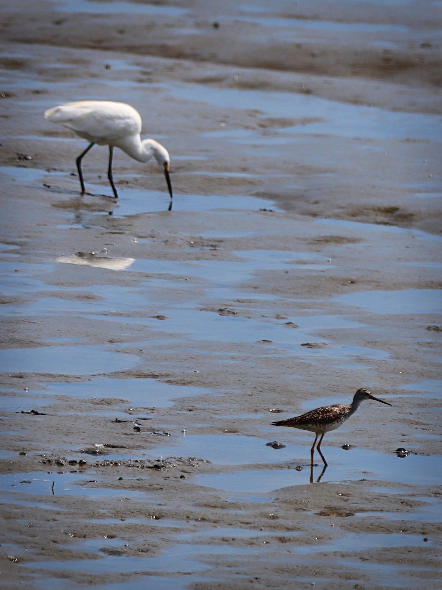 Snowy Egret - ML251918751