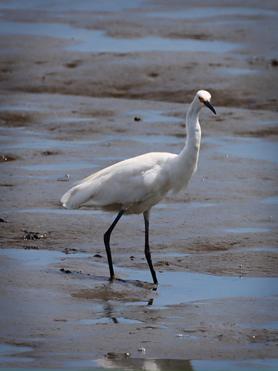 Snowy Egret - ML251918781