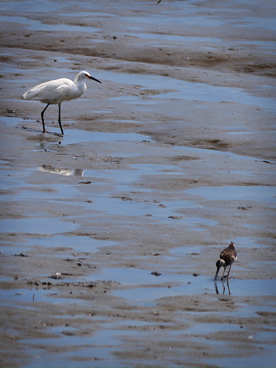 Snowy Egret - ML251918901