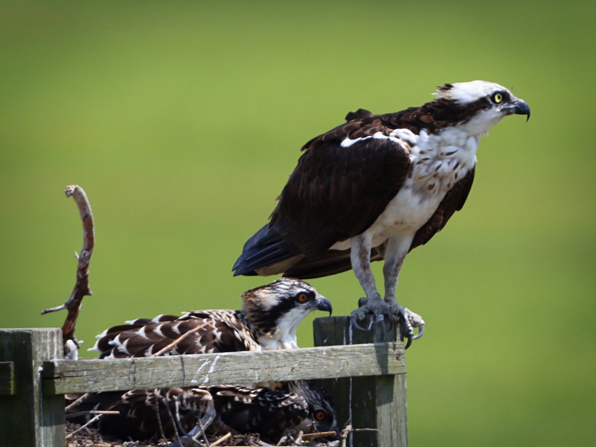 Osprey - ML251918991