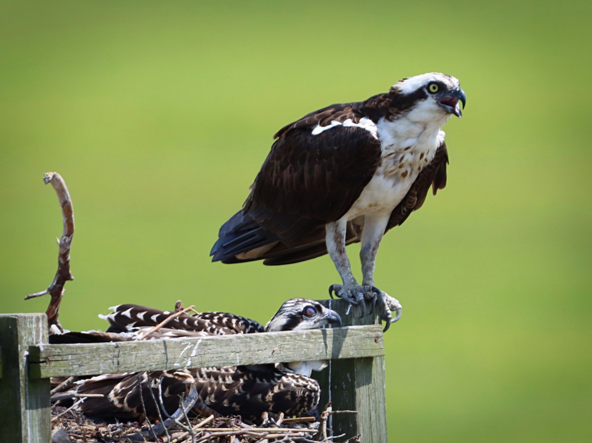Osprey - ML251919021