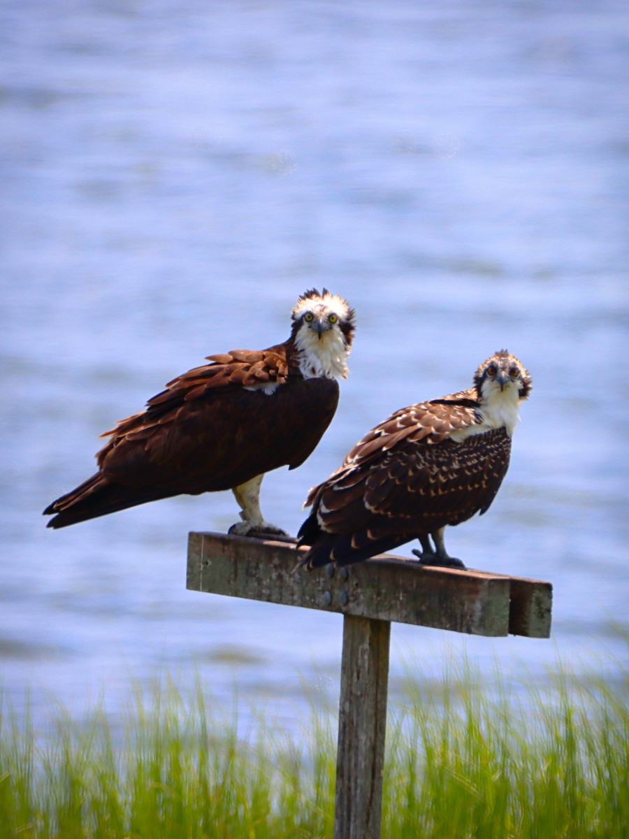 Osprey - ML251919031