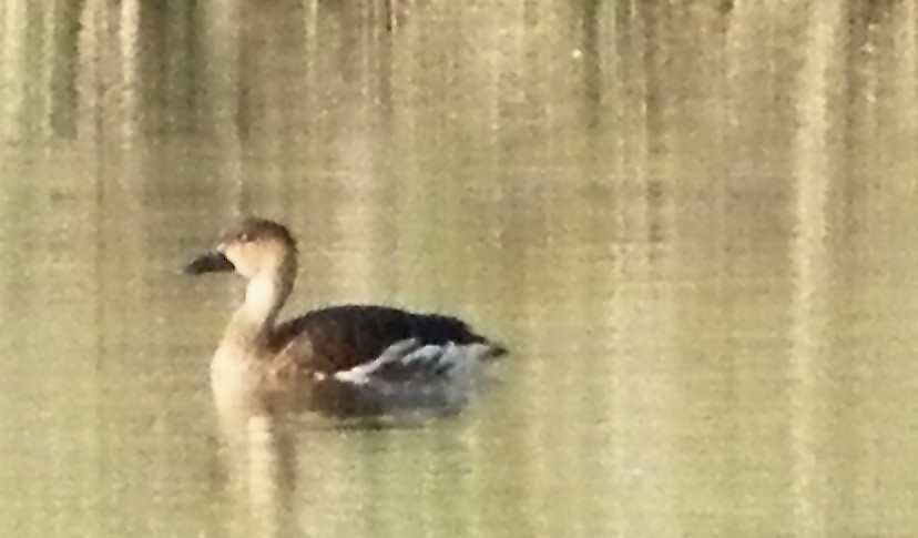 Wandering Whistling-Duck - ML251920521