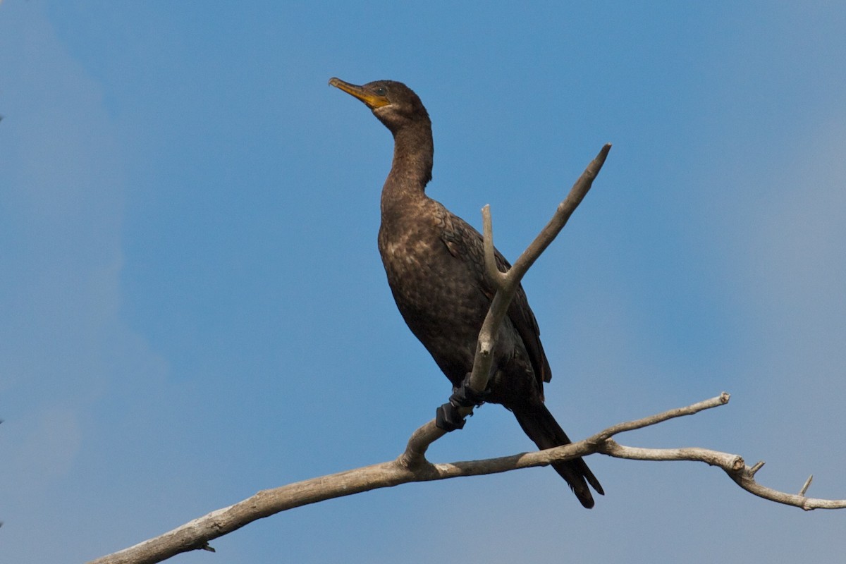 Neotropic Cormorant - Jack & Holly Bartholmai