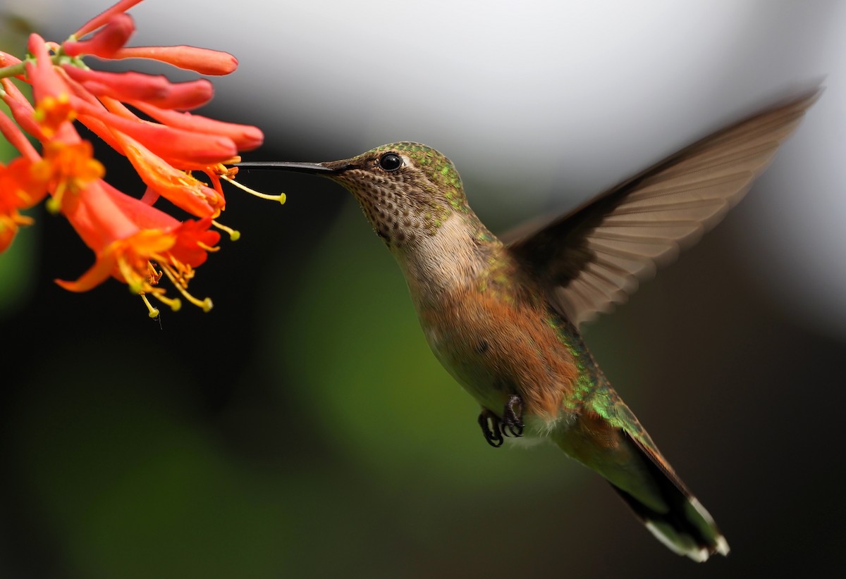 Broad-tailed Hummingbird - Leslie S