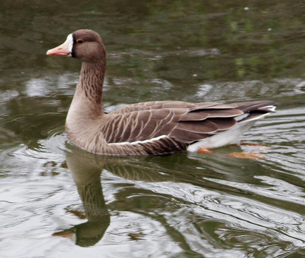 マガン - ML25192471