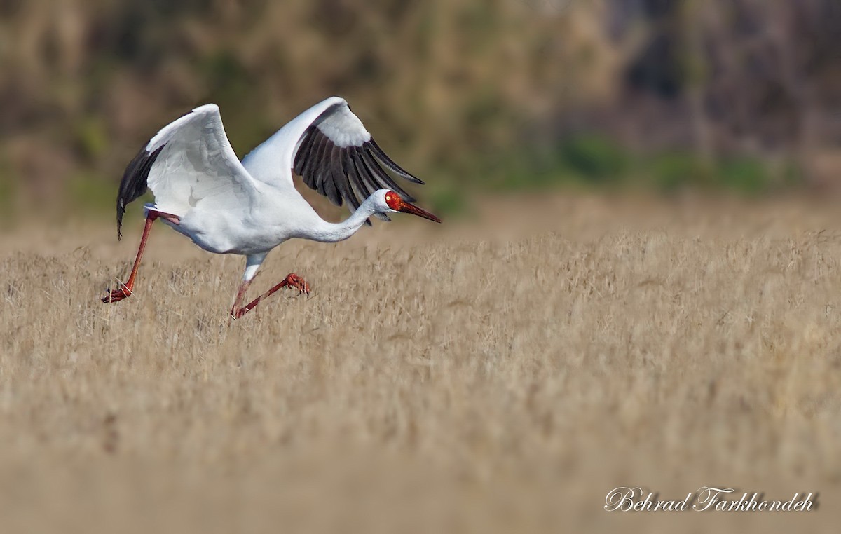 Siberian Crane - ML25192561