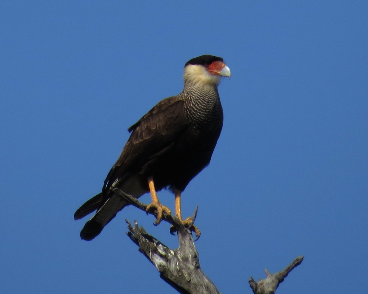 Crested Caracara (Southern) - ML251926291