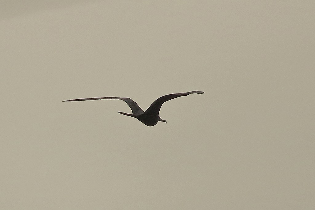 Magnificent Frigatebird - ML251927781