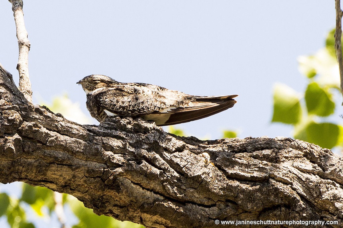 Common Nighthawk - Janine Schutt