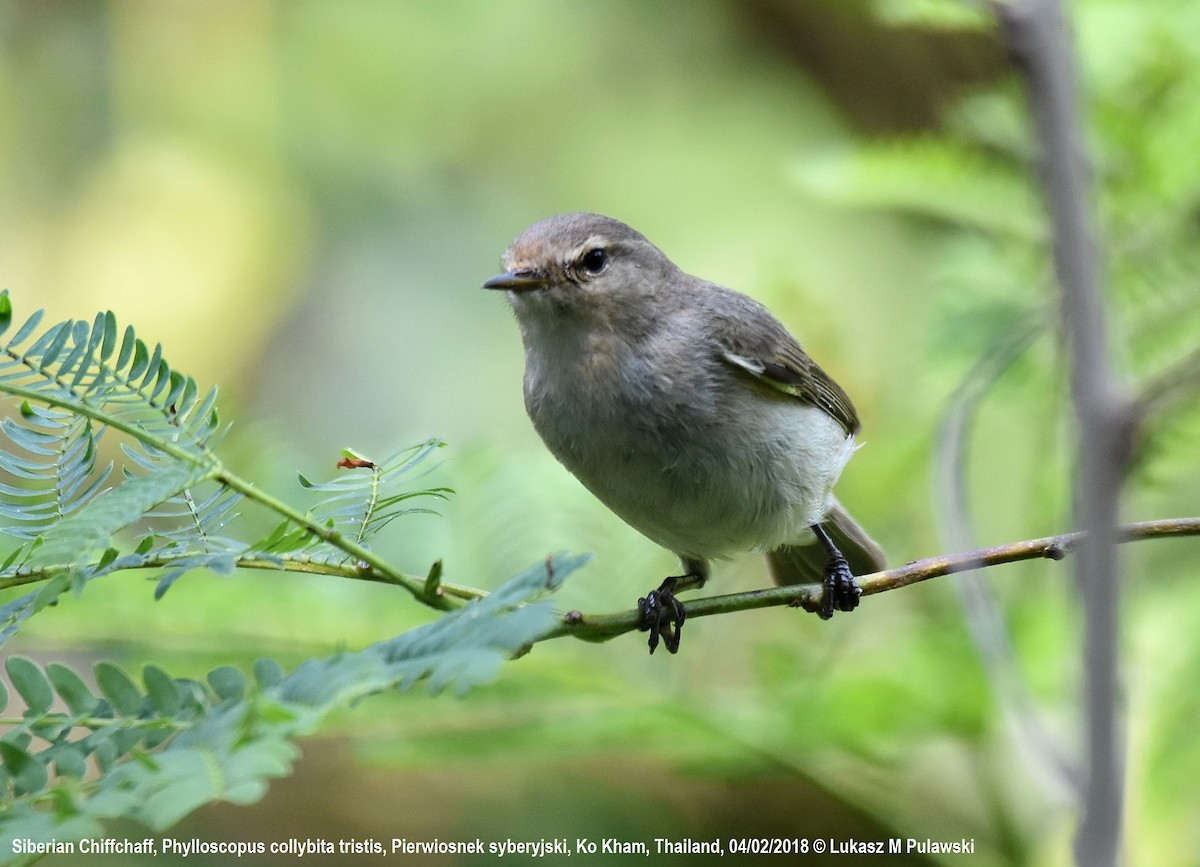 チフチャフ（tristis） - ML251930441