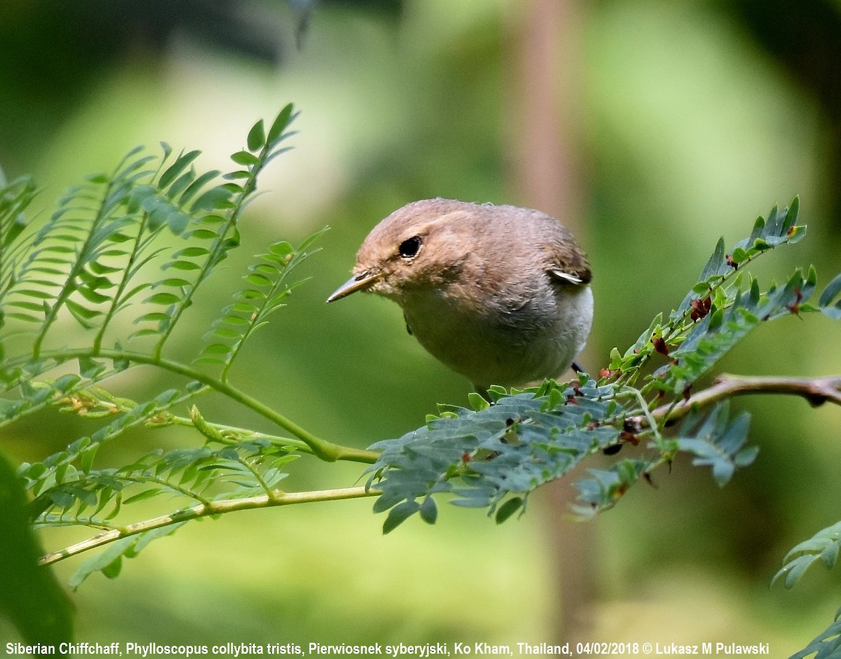 チフチャフ（tristis） - ML251930571