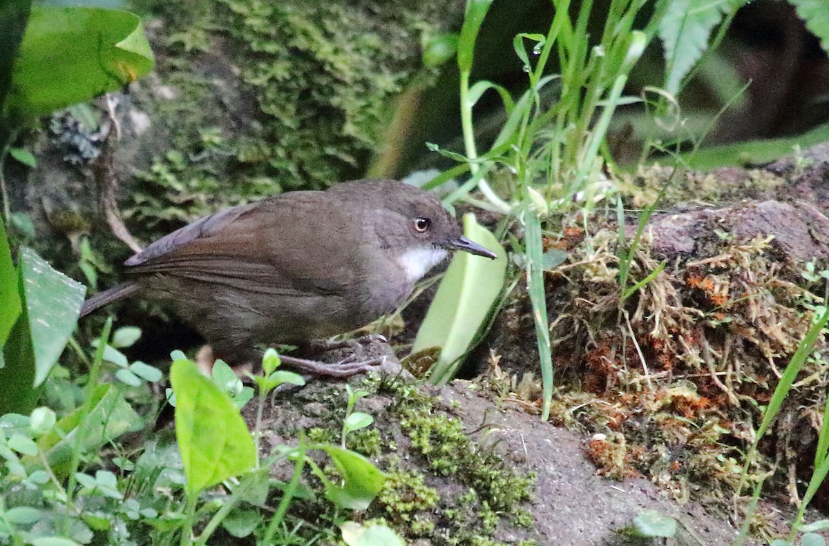 Mountain Mouse-Warbler - ML251930631