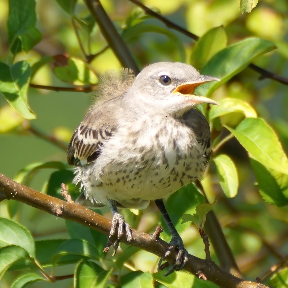 Northern Mockingbird - Scott Murphy