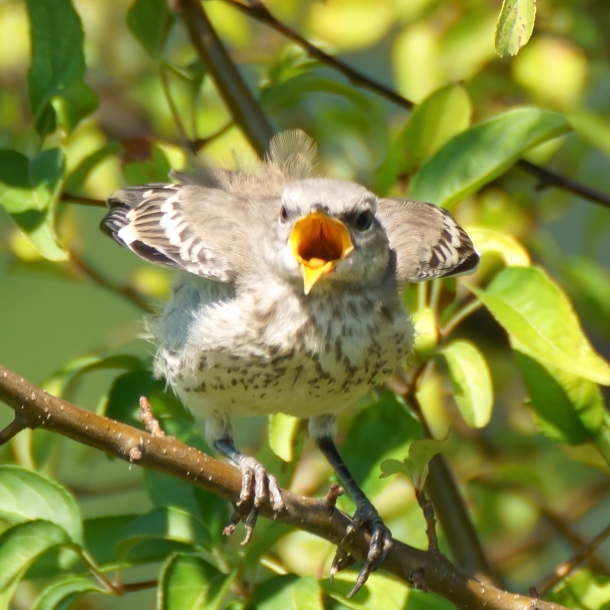 Northern Mockingbird - Scott Murphy