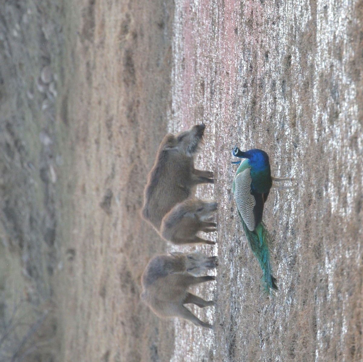 Indian Peafowl - ML25193171