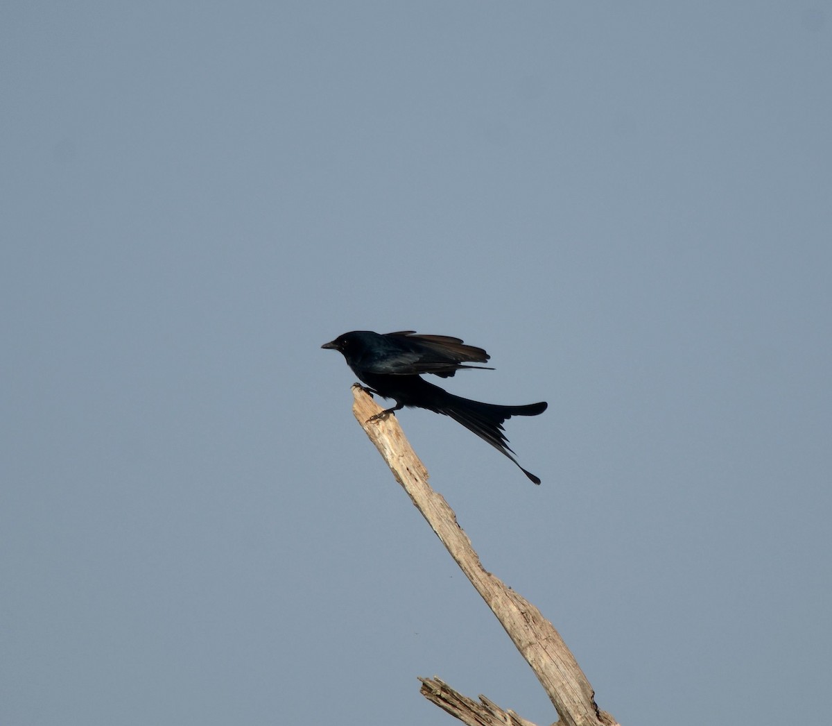 Black Drongo - ML25193281