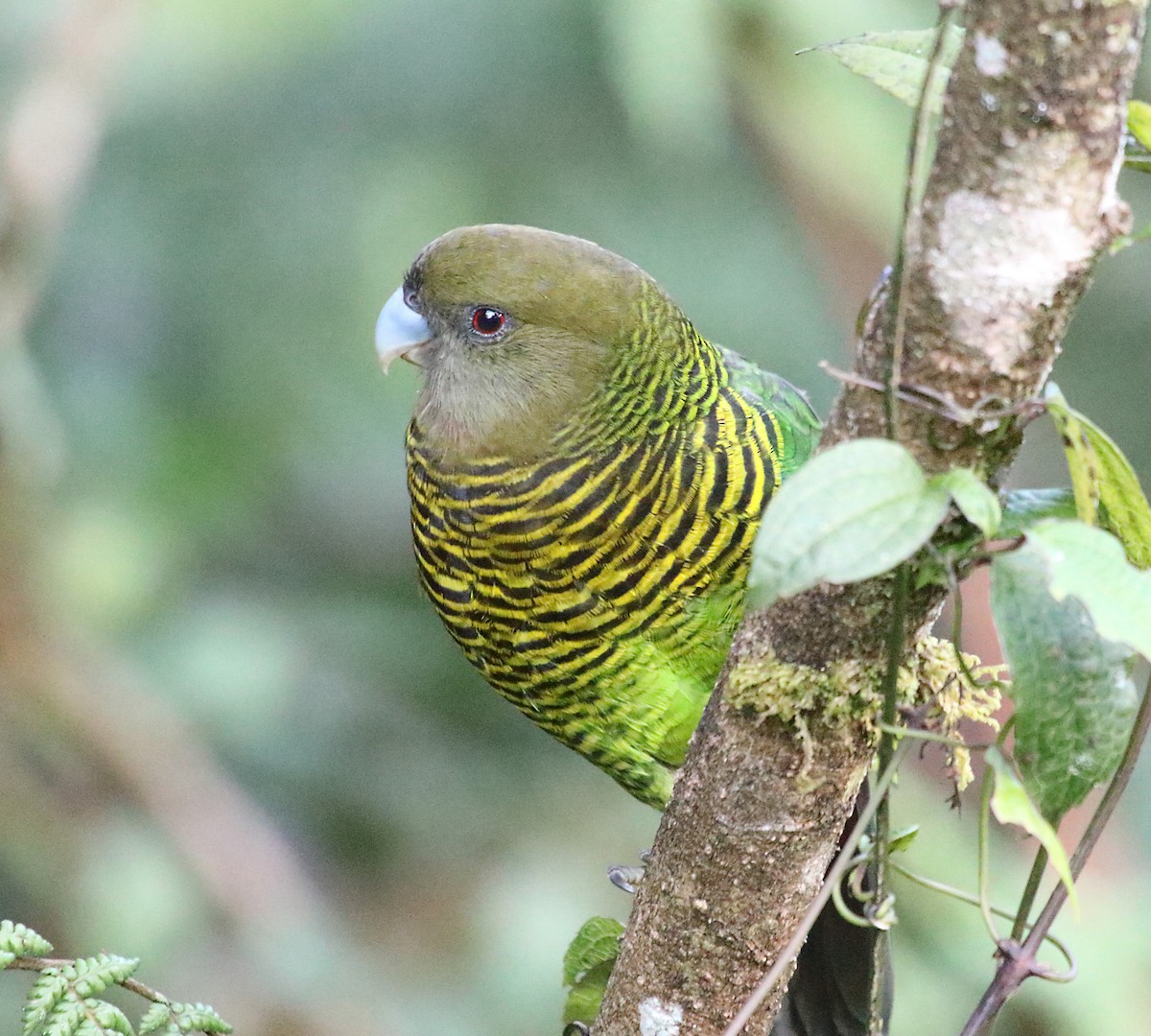 Brehm's Tiger-Parrot - Myles McNally