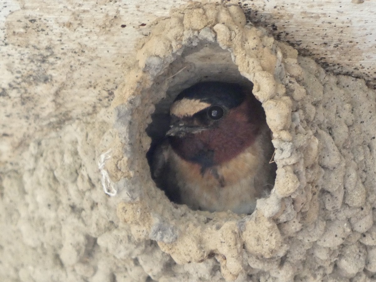 Cliff Swallow - William Kerrigan