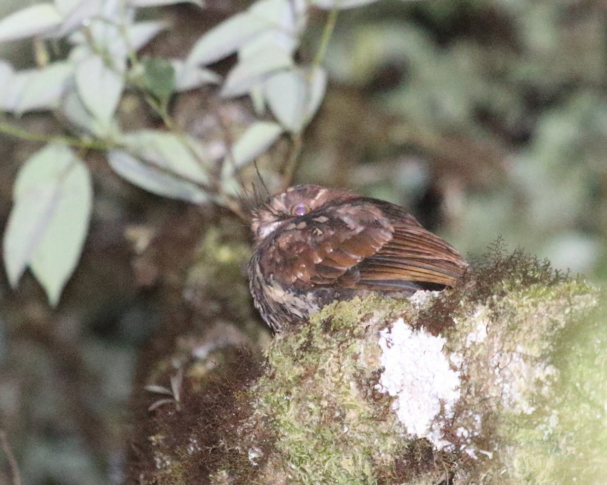 Feline Owlet-nightjar - ML251934971